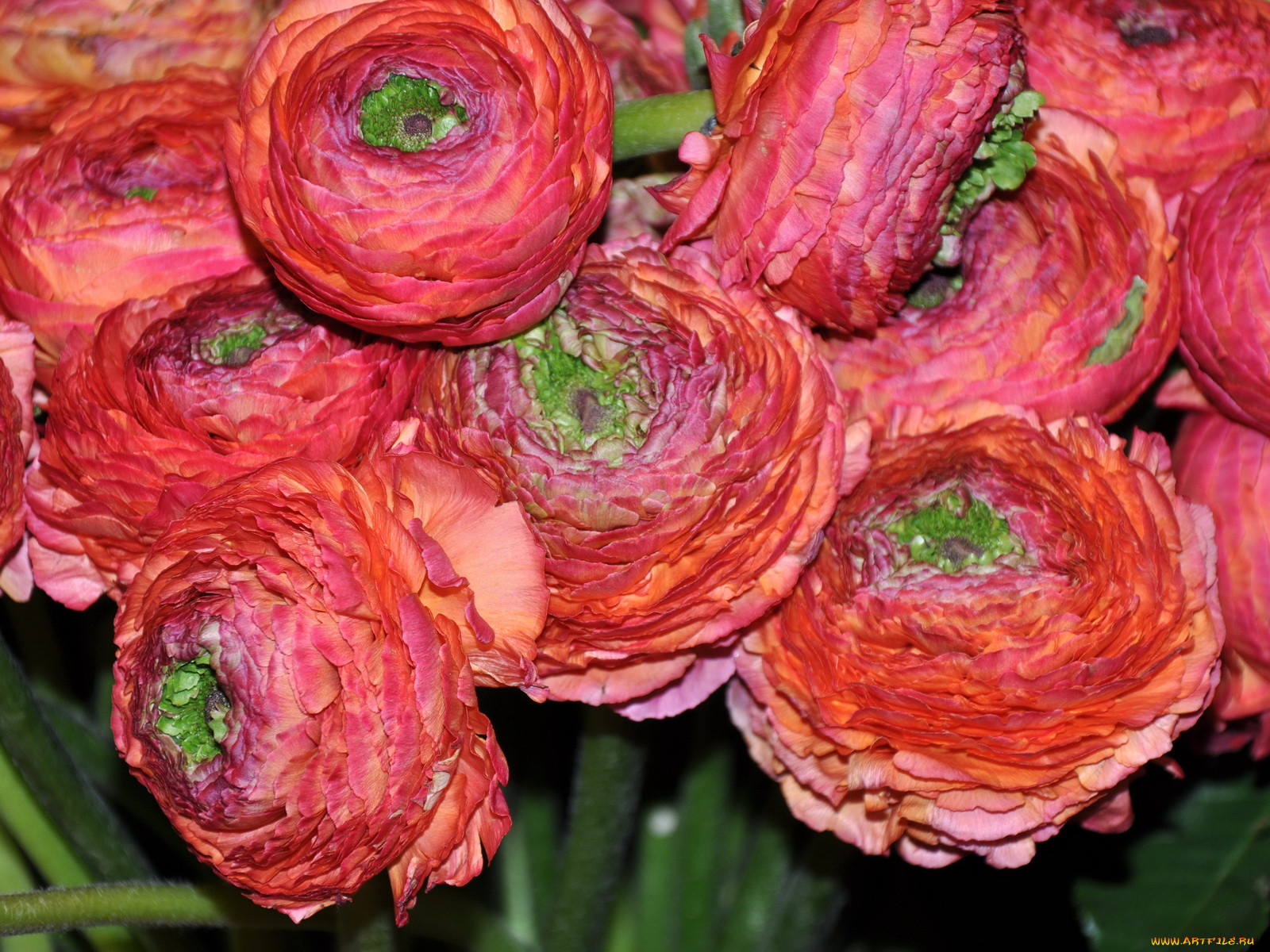 Цветы ранункулюсы фото и описание сорта